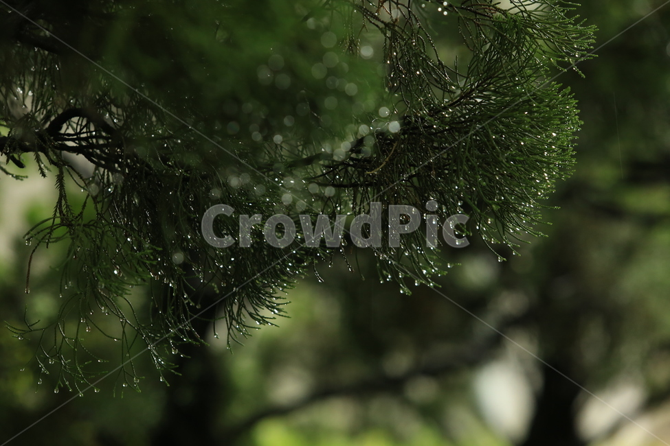 비,소경,풍경,비오는날,비오는소경,rain,식물,자연,plants,nature,비,비오는날,rain,rainy