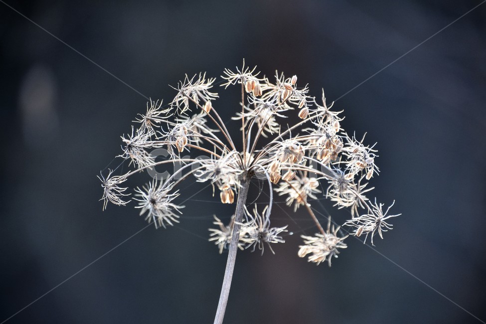 식물,꽃,자연,아름다움,신비,식물,자연,plants,nature,꽃,flower