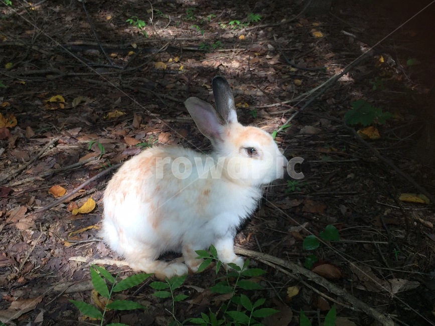 토끼,rabit,야생토끼,숲,흰토끼,산속,동물,animal