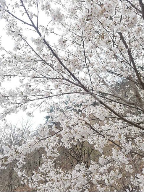 꽃,봄,스프링,spring,개화