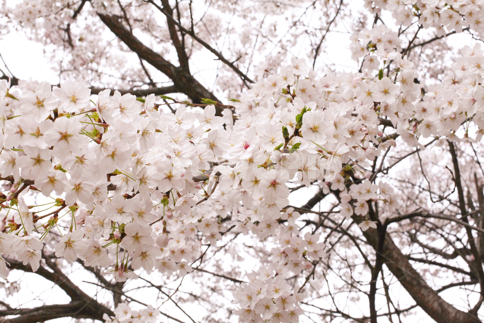 벚꽃,plant,식물,flower,꽃,blossom,cherryblossom,사쿠라,봄,spring,자연,nature,나무,나뭇가지,핑크,개화,하늘,sky,wood,봄꽃,분홍,감성,풍경,분홍꽃,핑크꽃,봄,계절,spring,season