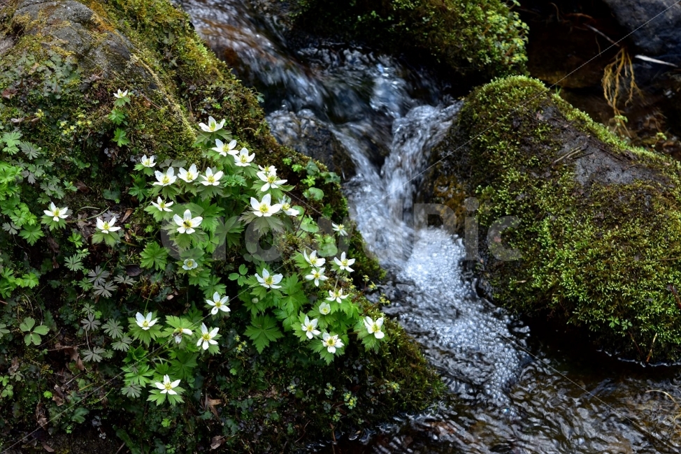 모데미풀,봄,야생화,꽃,청태산,강원도,봄꽃,고산야생화,감성,wildflower,산꽃,봄야생화,계곡,이끼,꽃말,슬픈추억,아쉬움,MegaleranthissaniculifoliaOhwi,금매화아재비,운봉금매화,식물,자연,식생,생태,식물,자연,plants,nature,꽃,flower
