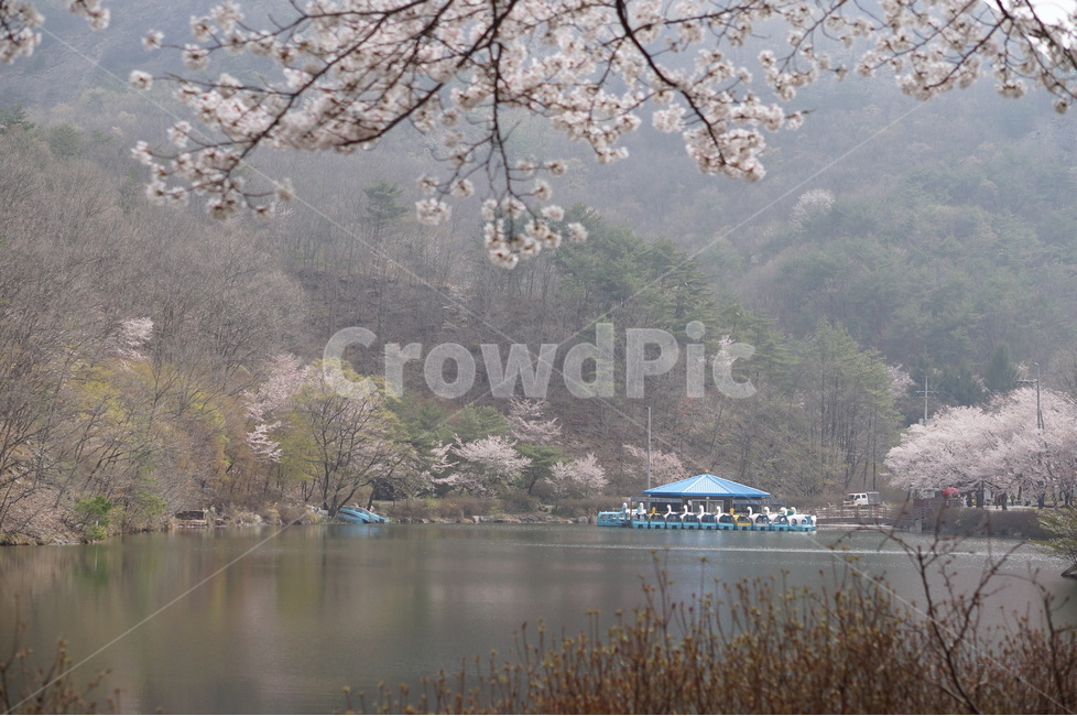 벚꽃,마이산,호수,봄,흐림,풍경,산,봄,계절,spring,season,자연,풍경,nature,landscape,한국자연풍경,한국자연경관,korea nature landscape,plant,식물