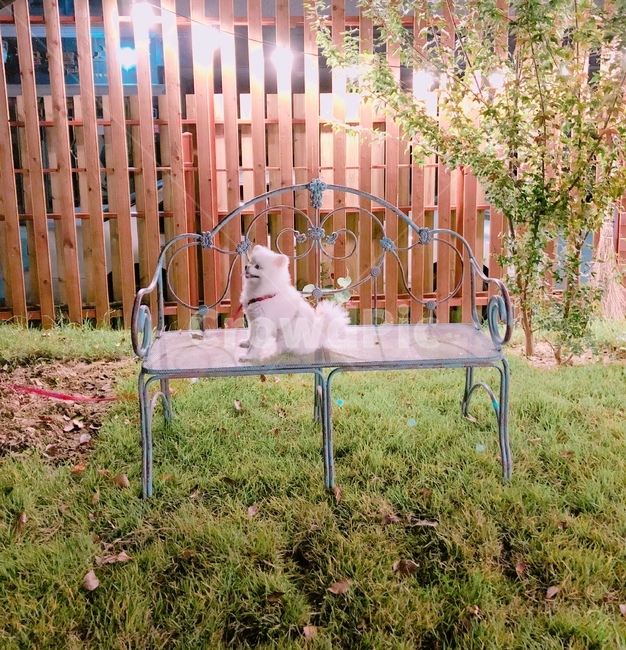 동물,강아지,개,포메라니안,dog,doggy,반려견,귀여움,멍멍이,포메,동물,animal,포유류,mammal,개,강아지,dog,doggy