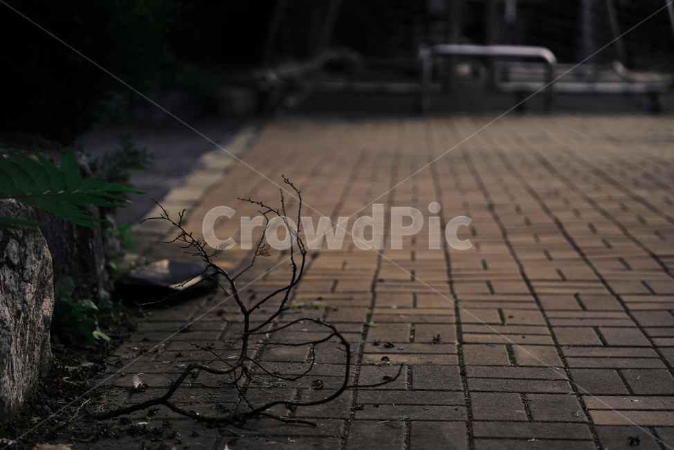 보도,포장,sidewalk,나뭇가지,길,인도,블럭,거리