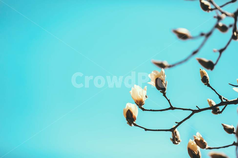 plant,식물,flower,blossom,spring,봄,twig,나뭇가지,목련,magnolia
