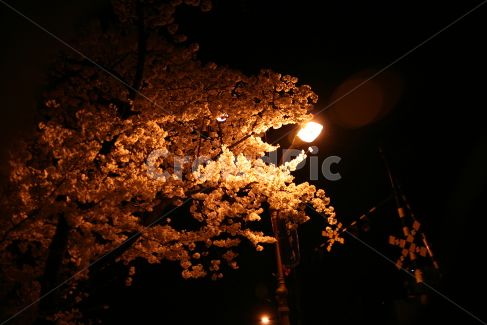 벗꽃,사쿠라,군항제,벗꽃나무,가로등,야경,봄,계절,spring,season,야경,밤,풍경,nightscape,night,landscape,flare,플레어,light,빛