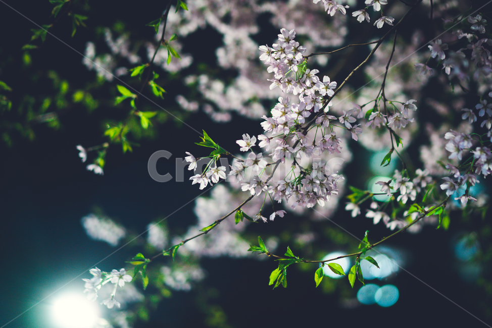 밤,벚꽃,야간,보케,꽃,빛망울,봄,계절,spring,season,야경,밤,풍경,nightscape,night,landscape,plant,식물