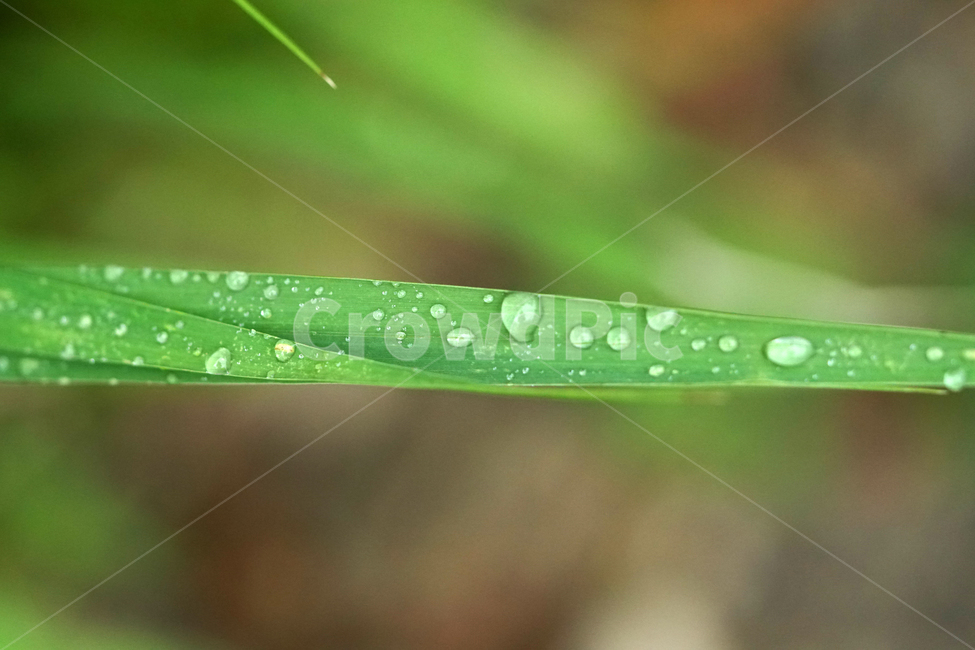 자연,nature,물방울,이슬,아침,아침이슬,풀,풀잎,식물,plants,raindrop,dropofwater,waterdroplet,steam,closeup,클로즈업,macro,메크로,마크로,접사,풍경,landscape,감성사진,감성,식물,자연,plants,nature