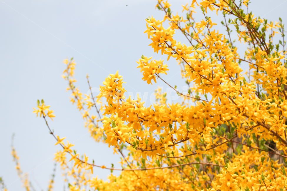 개나리,개나리꽃,하늘,노랑,옐로우,yellow,yellowflowers,spring,picnic,소풍,봄소풍,꽃놀이
