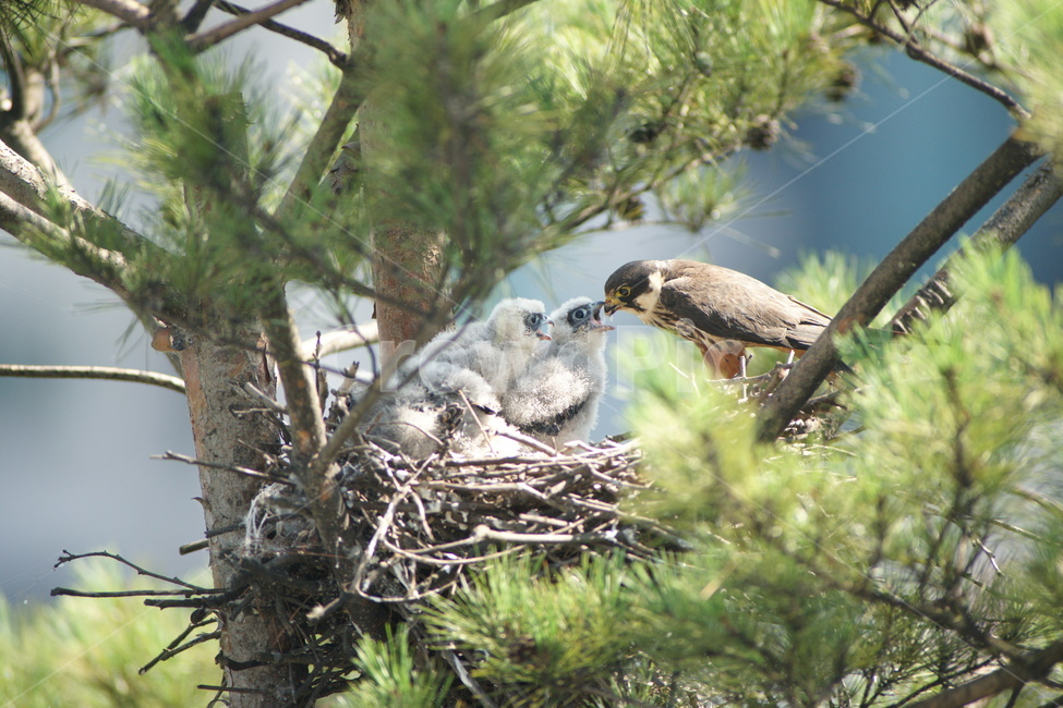 bird,새,animal,동물,새홀리기,육추,조류,새,birds
