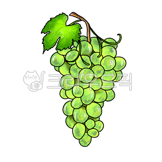 포도,포도그림,포도일러스트,청포도일러스트,청포도,청포도그림,과일일러스트,샤인머스켓,샤인머스켓일러스트