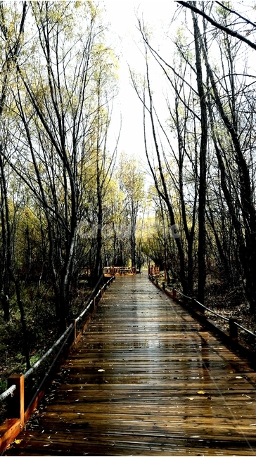 외길,산길,비오는날,길,숲길,비오는길,젖은길,나무,감성,풍경,자연,풍경,nature,landscape,boardwalk,산책로,building,건물,bridge,다리