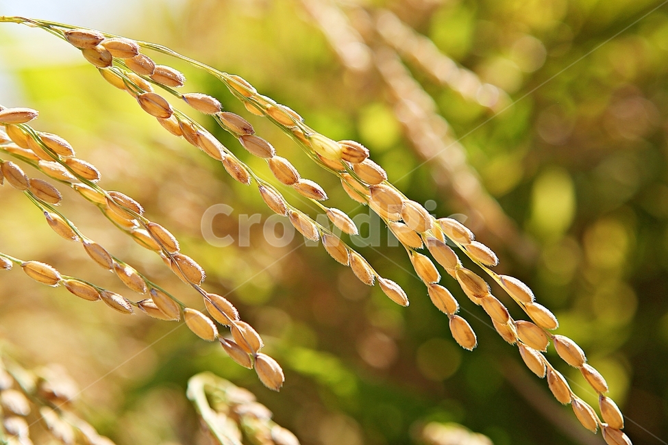벼,이삭,쌀,곡식,추수,가을,먹거리,식물,자연,논,수확,가을,계절,fall,autumn,season,곡류,곡식,cereals,농업,농사,agriculture,farming,farming industry,grass,잔디,plant