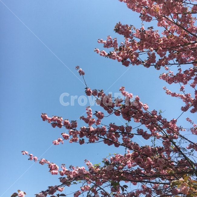 꽃,벚꽃,겹벚꽃,봄,춘