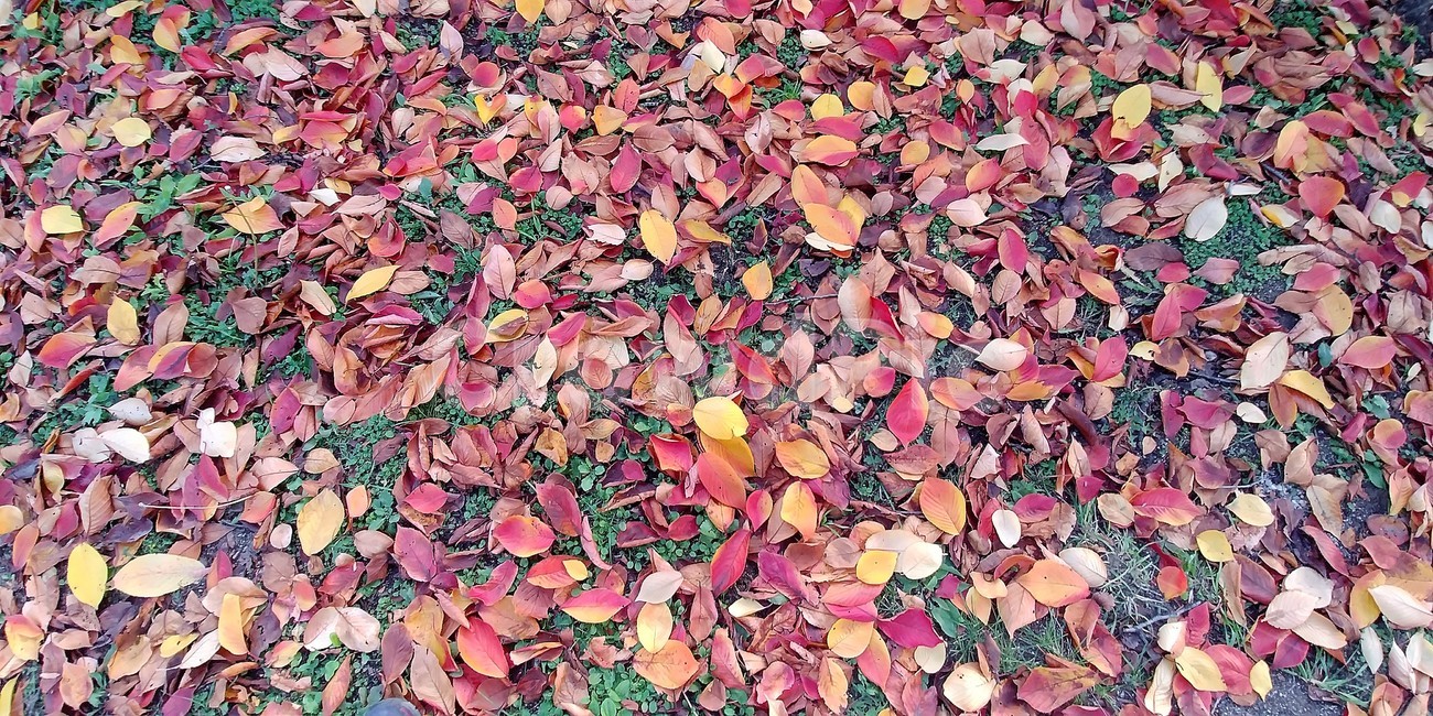 낙엽,가을,가을낙엽,나뭇잎,단풍,자연,fall,autumn,가을,계절,fall,autumn,season,ground,바닥,paper,종이