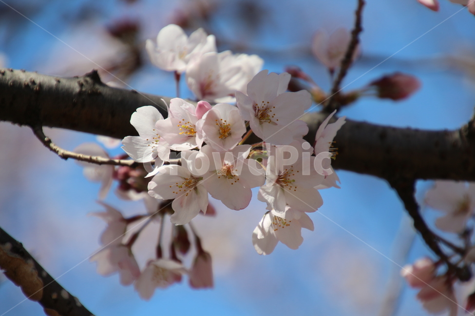 봄,흰색,벗꽃,나무,꽃,봄,계절,spring,season,식물,자연,plants,nature,꽃,flower,plant,blossom