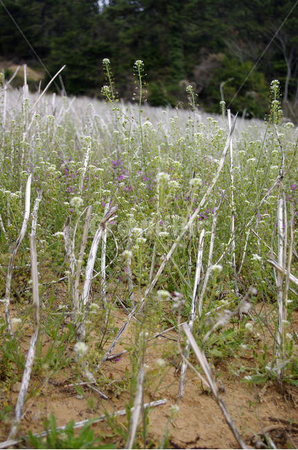 들꽃,식물,plant,자연,nature,꽃,flower,식물,자연,plants,nature,꽃,flower