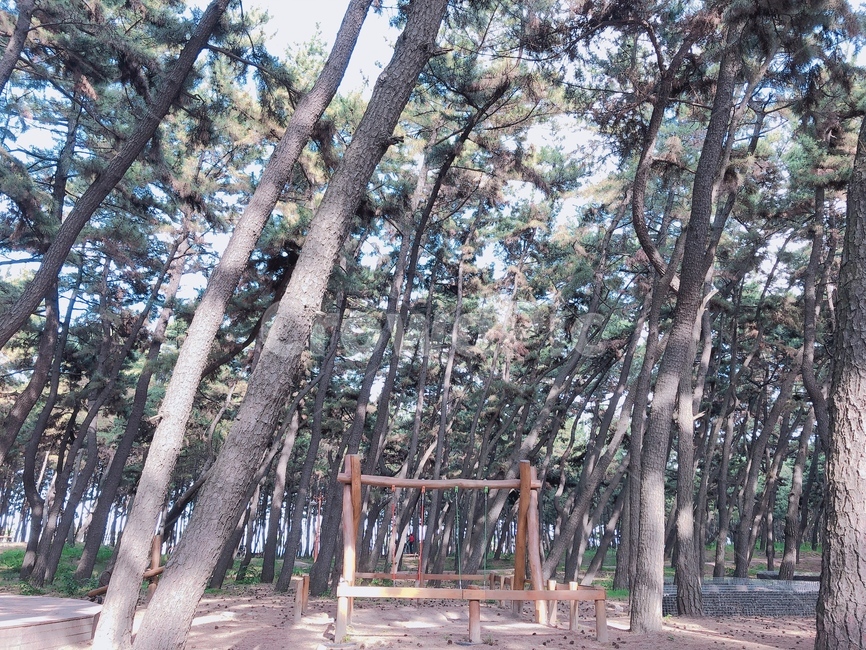 그네,소나무,나무,공원,산책,산책로,정자,정원,침엽수,식물,자연,plants,nature,나무,trees,wood