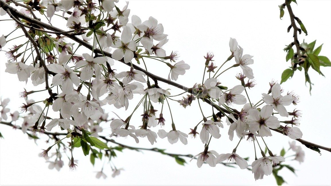 벗꽃,꽃,봄,나무,꽃잎,아름다움,우아함,봄,계절,spring,season,식물,자연,plants,nature,꽃,flower,plant,blossom