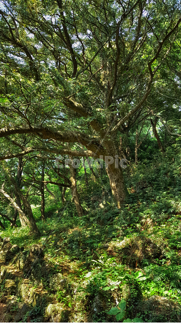 비자림,나무,숲,숲길,자연,plant,tree,자연,풍경,nature,landscape,식물,plants,나무,trees,wood