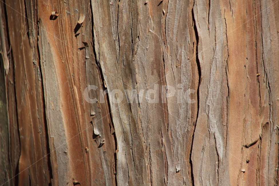 편백나무,껍질,식물,japanesefalsecypress,bark,나무껍질,수피,식물,자연,plants,nature,나무,trees,wood,텍스처,질감,패턴,texture,pattern