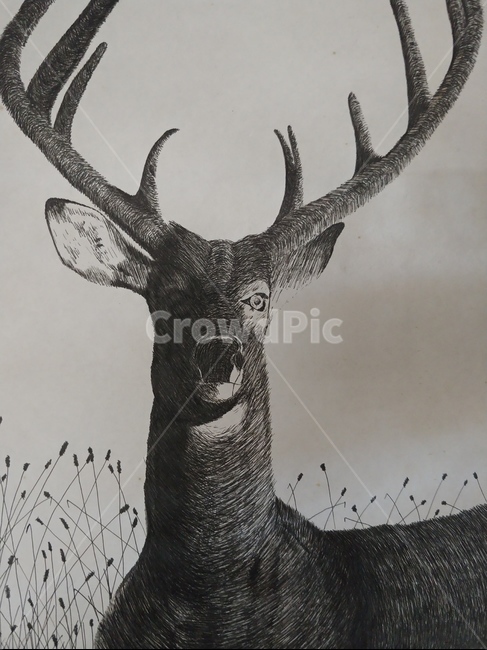 wildlife,야생동물,펜화,펜,명암,초보
