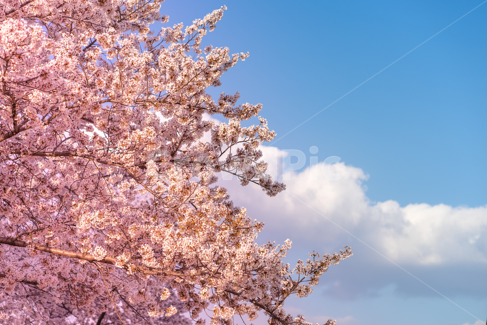 벚꽃,나무,tree,식물,plant,blossom,꽃,flower,분홍색,봄,하늘,구름,sky