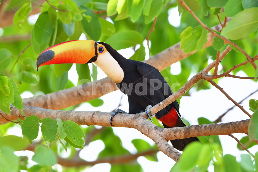 큰부리새,투칸,toucan,bird,새,동물,animal,조류,새,birds
