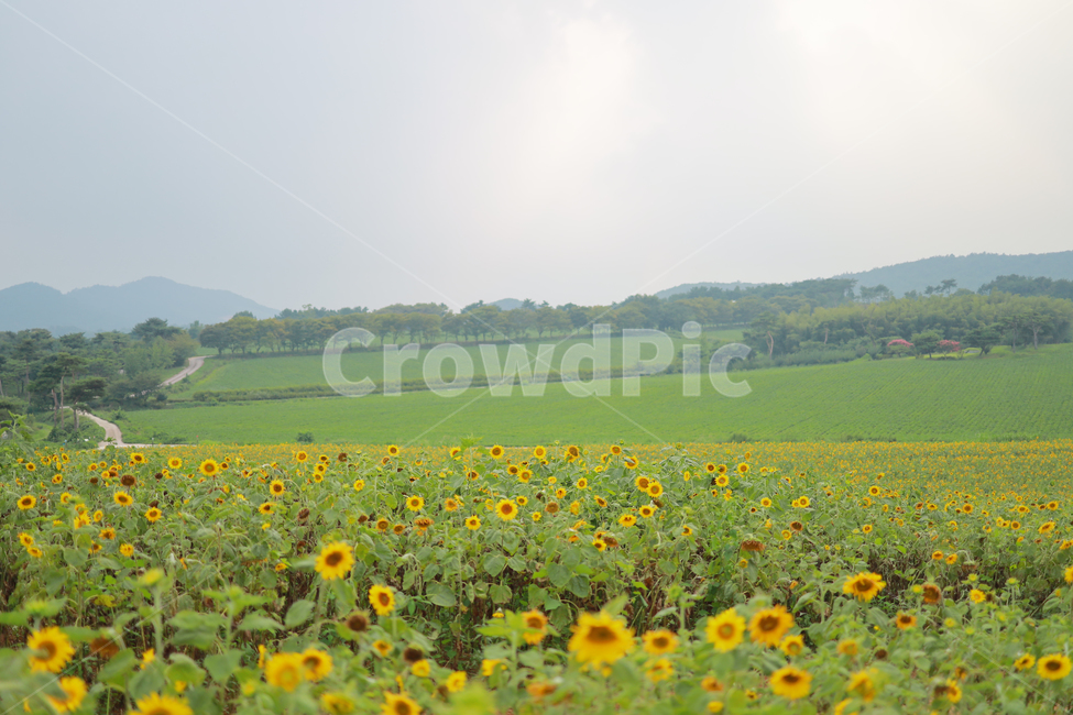 해바라기,꽃,여름,감성,색감,계절,추억,sun,flower,plant,color