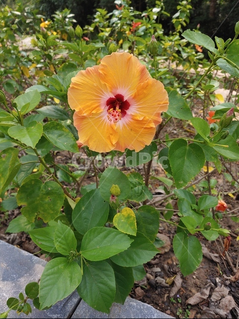 plant,식물,꽃,생화,자연적인,싱그러운,식물,자연,plants,nature,꽃,flower