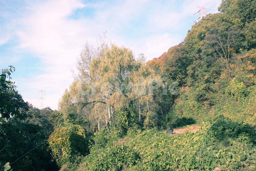 자연,풍경,nature,식물,나무,하늘,산,숲,자연,풍경,nature,landscape,vegetation,초목,plant,outdoors,옥외