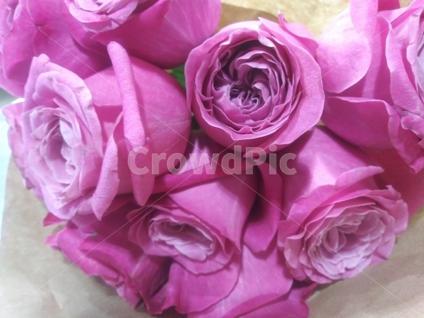 분홍장미,축하,봄,blossom,꽃,rose,장미,plant,식물,flower,분홍,배경화면
