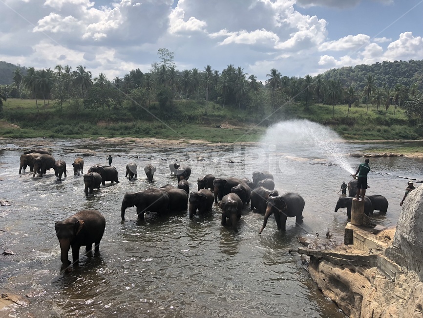 코끼리,포유류,코끼리목욕,스리랑카,코끼리고아원,목욕,elephant,bath,bathing,코끼리샤워,샤워,shower,자연,동물,animal,srilanka,동물,animal,포유류,mammal