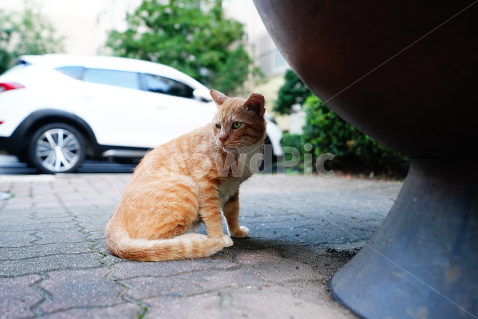 cat,고양이,동물,생물,생명,포유류,거리,animal