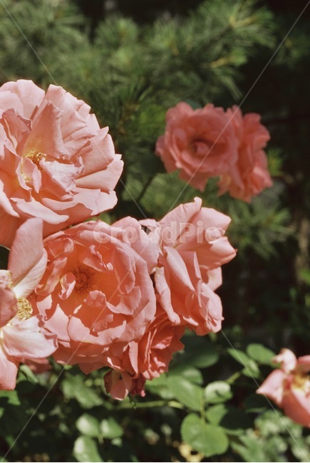 자연,감성,감성사진,장미,장미꽃,꽃,필름,필름카메라,필름사진,film,filmcamera,nature,rose,flower,plant,sensible,color,colorsensitivity,emotional,feeling