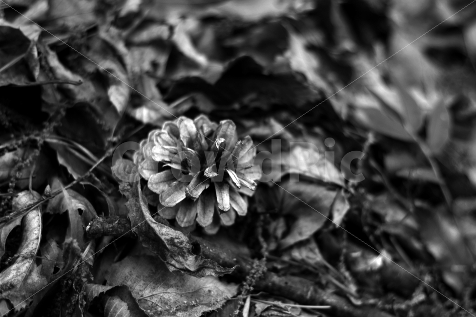 등산길,솔방울,흑백,감성사진,쓸쓸함,흑백,모노톤,monochrome,black and white