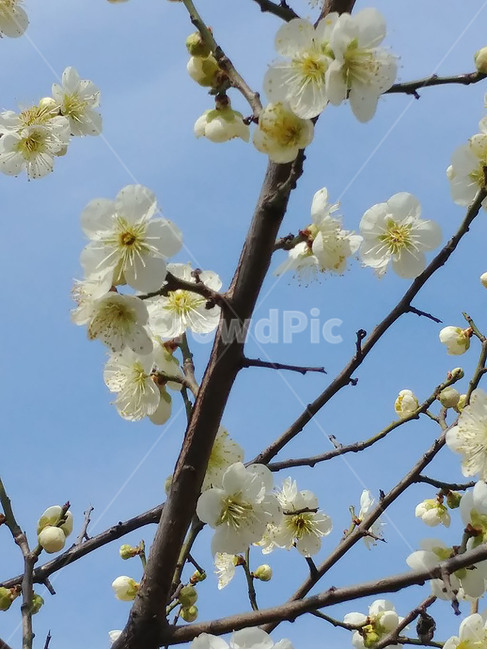 살구,살구꽃,봄,꽃망울,봄꽃,꽃수술