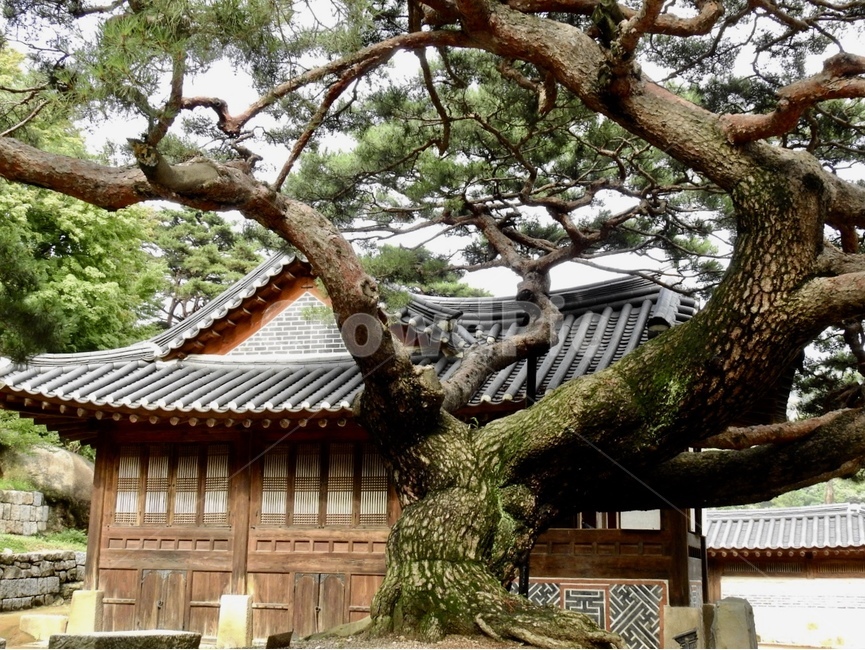 소나무,나무,자연,건물,여름,한국전통,한국문화,korean traditional,korean culture,건축물,건물외관,exterior,building,structure,architecture,construction