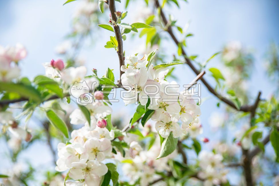 apple blossom,spring,spring flowers,blossom,flower tree,flowertree,appleblossom,wide open,flower