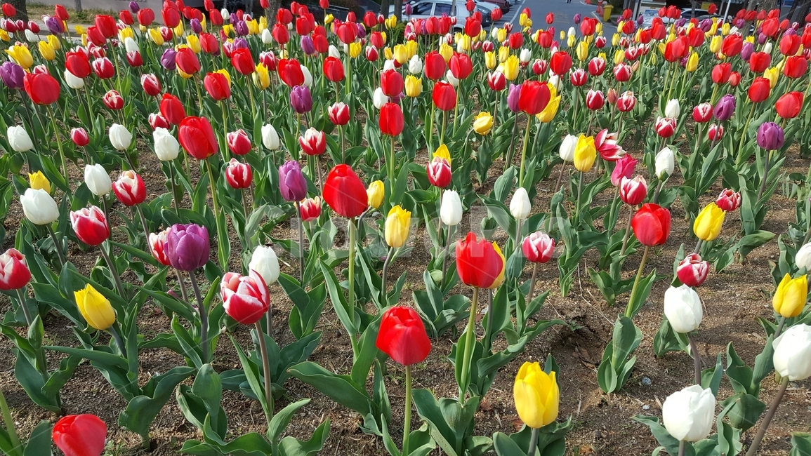 봄,꽃,튤립,식물,flower,자연,nature