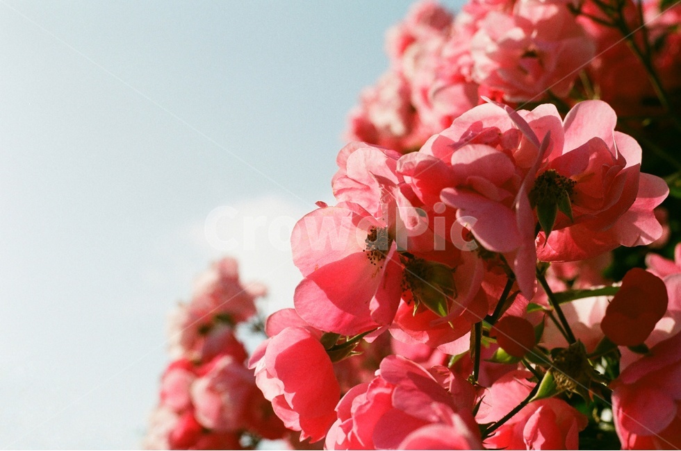 꽃,장미,화사한,필름,봄,감성,식물,자연,plants,nature,꽃,flower