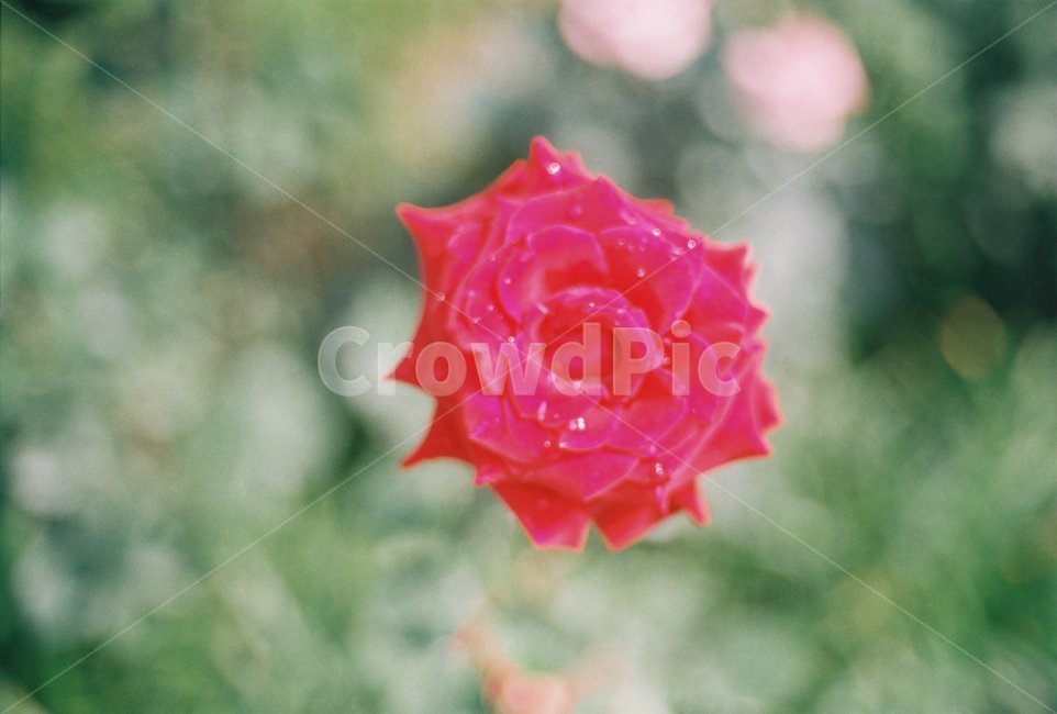 꽃,flower,장미,rose,자연,nature,필름사진,필름,film,보케,물방울,bokeh