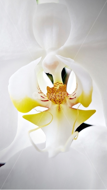 꽃,식물,꽃잎,beauty,flower,색감,감성,접사,plant,식물,자연,plants,nature,꽃,flower