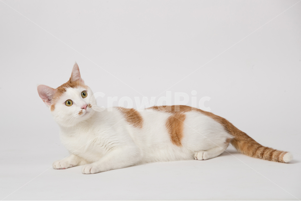 고양이,반점,카레반점,엎드려있는,바라보는,쳐다보는,무늬,얼룩무늬,귀여운,얌전한,순한,실내,mammal,포유류,animal,동물,cat,pet,착한애,하얀색,하얀배경,갸우뚱,흰색,심플한,깔끔한,흰배경,배경지,동물,animal,포유류,mammal,고양이,cat,kitten,kitty
