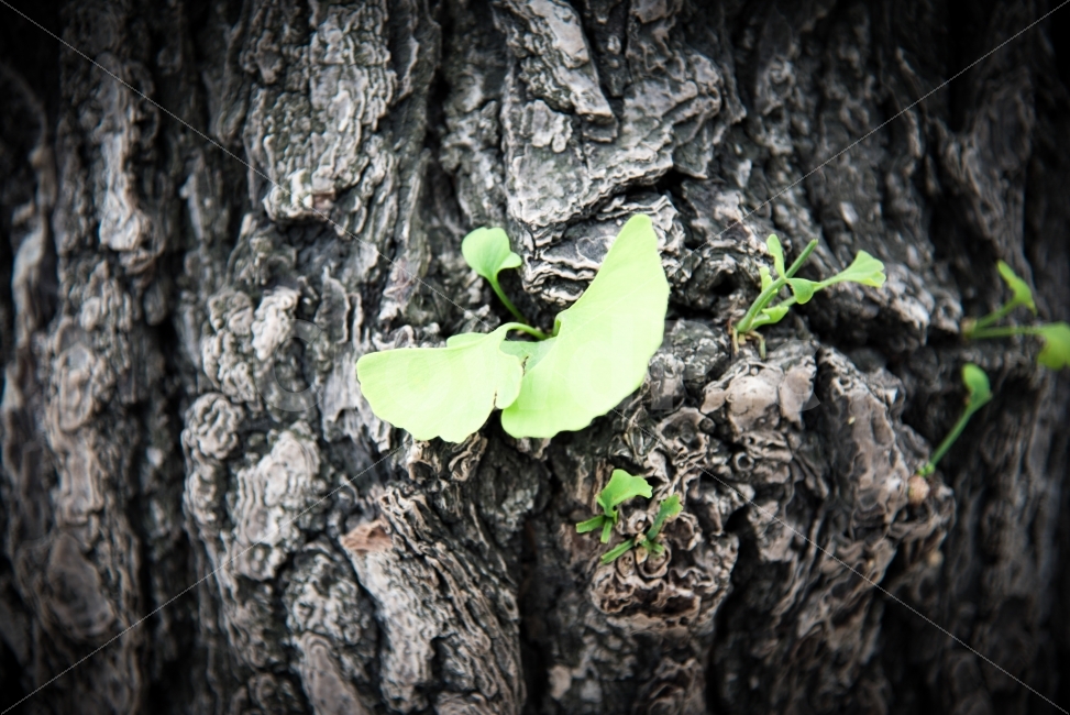 나무,은행잎,자연,분위기,느낌,식물,자연,plants,nature