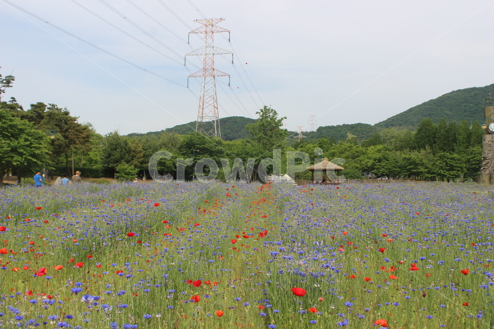 양귀비,수레국화,꽃밭,꽃,flower,flowers