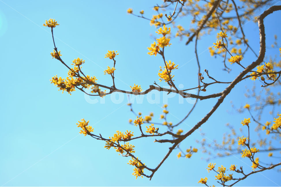 개나리,봄,나뭇가지,배경화면,노란,봄,계절,spring,season,식물,자연,plants,nature,꽃,flower,plant