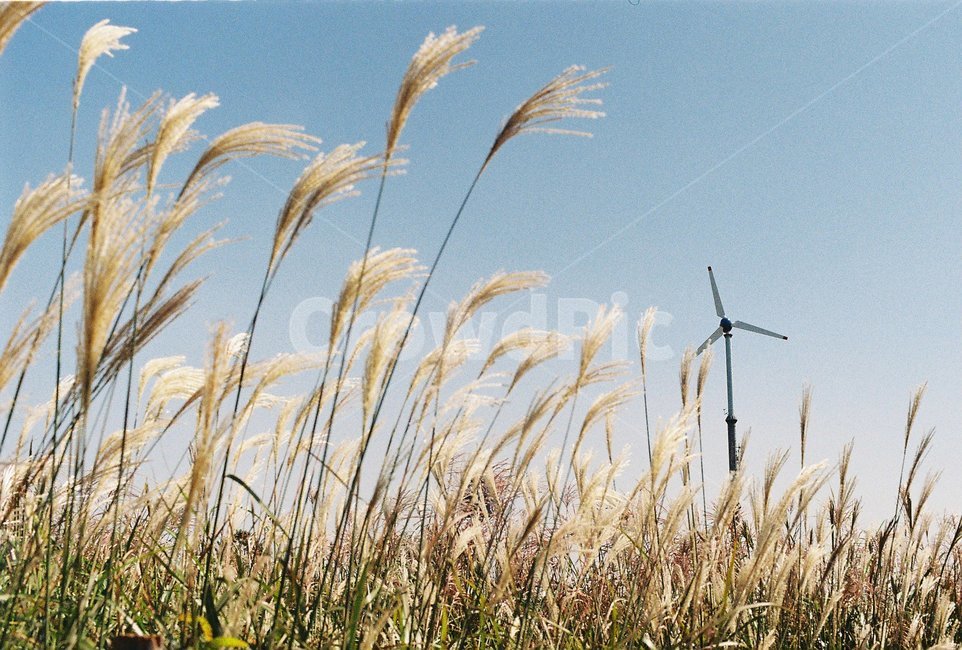 갈대,억새,하늘공원,가을,풍력발전기,가을,계절,fall,autumn,season,자연,풍경,nature,landscape,식물,plants,감성,sensible,feeling,grass,잔디,plant,lawn