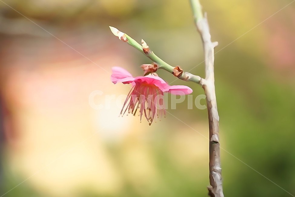 홍매화,한국자연,꽃,꽃사진,플라워,flower,봄,봄꽃,spring,식물,plants,자연,nature,풍경,landscape,계절,season,snap,스냅,접사,macro,closeup,클로즈업,감성사진,감성,힐링,healing,느낌,feel,feeling,꽃밭,화단,나무,나뭇가지,tree,꽃봉오리,4월,April,봄,계절,spring,season,식물,자연,plants,nature,꽃,flower,plant